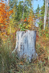 Old oak tree stump