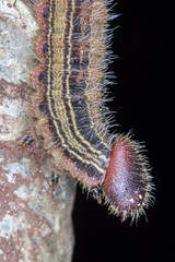 Caterpillar extreme close up