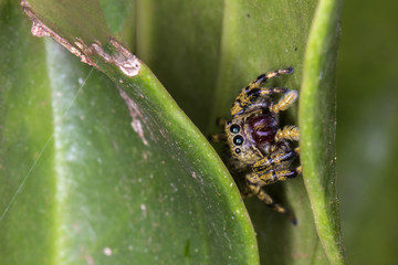 Colored jumping spider macro photo side view