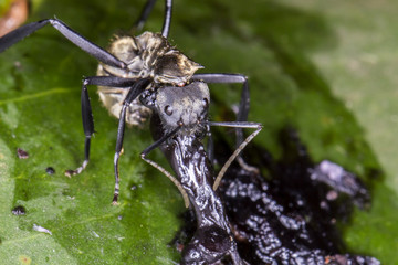 Gold ant on the leaf extreme close up