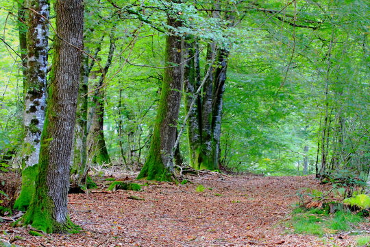 Fototapeta Forêt verte /Forêt de conifère au feuillage vert 