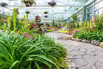 Ornamental flowers in a greenhouse.