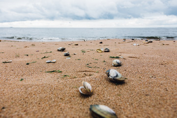 Fototapeta na wymiar shells on the shore of the Gulf of Finland