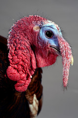 Portrait of a Turkey