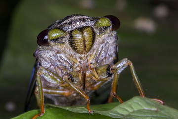 Cicada close up photo - Cicada extreme macro photo front view