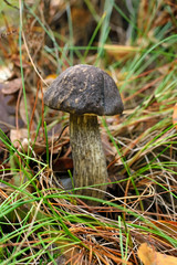 Leccinum scabrum mushroom
