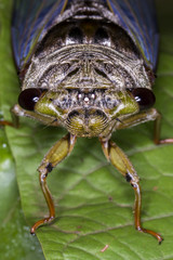 Cicada close up photo - Cicada extreme macro photo front view