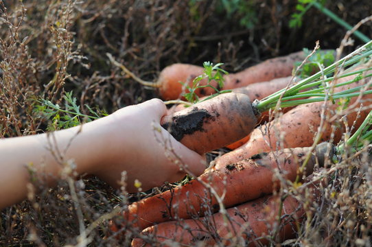 ecological carrot