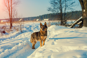 Dog walking in the snowy road