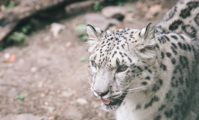 snow leopard close up portrait. concept about animals and rare animals