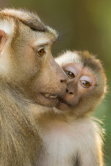 Obraz premium The monkey