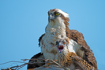 Osprey and Chicks in Nest © Brian E Kushner