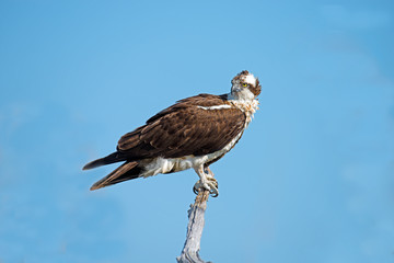 Osprey in a tree