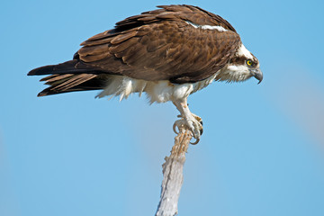 Osprey in a tree