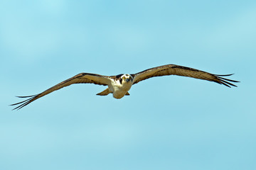 Osprey in Flight