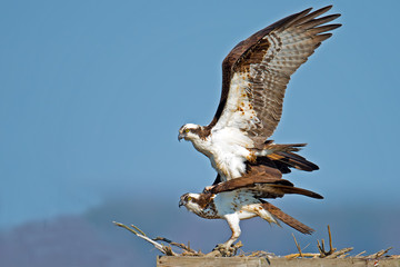 Osprey Mating