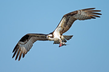 Osprey in Flight Carrying fish