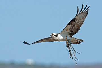 Fototapeta na wymiar Osprey bringing sticks into nest.
