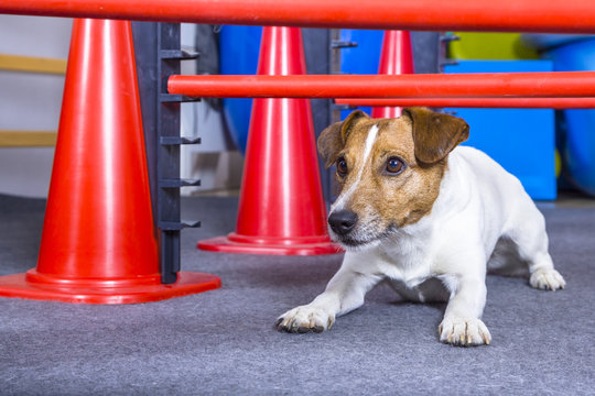 Agility Training