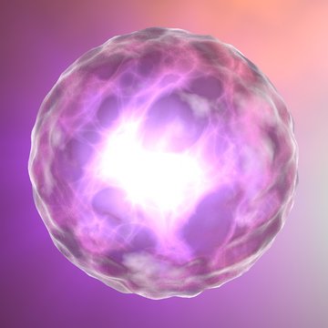 Cellula concepimento, ovulo, nucleo umano