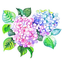 Watercolor bunch of pink and blue hydrangea flowers