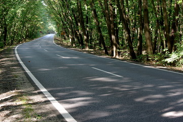 Obraz premium Leśna droga. 
