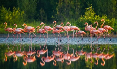 Foto op Plexiglas Flamingo Caraïbische flamingo die zich in water met bezinning bevindt. Cuba. Een uitstekende illustratie.