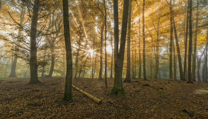 Obraz premium Sonne Nebel Wald Indian Summer