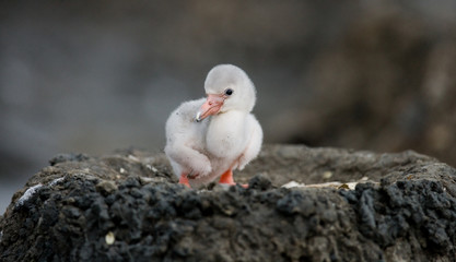 Little chick Caribbean flamingo. CUBA. An excellent illustration.