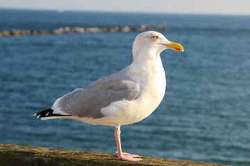 Fototapeta premium Möwe