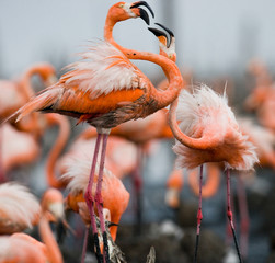 Game two adults of the Caribbean flamingo. Cuba. An excellent illustration.