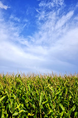 Clouds over a cornfield