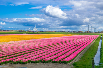 Fototapeta na wymiar tulips field,irigation canal and wind mills mist