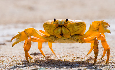 Land crab spread its claws. Cuba. An excellent illustration. Unusual angle.