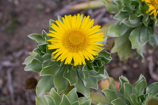 Asteriscus stenophyllus