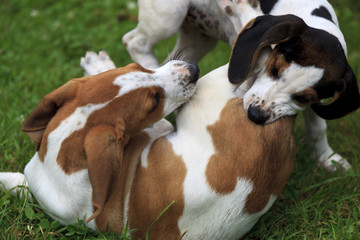 Puppies Playing