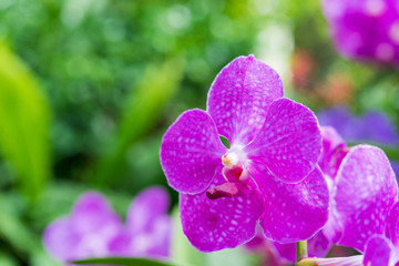 Beautiful purple orchid