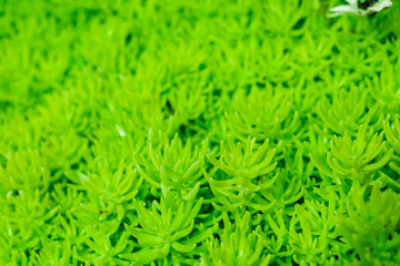 green plant background