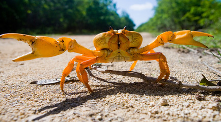 Fototapeta na wymiar Land crab spread its claws. Cuba. An excellent illustration. Unusual angle.