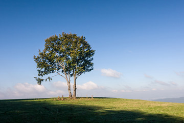 Alone tree on horizon against blue sky