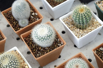 Variety of small beautiful cactus in the pot