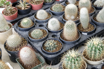 Variety of small beautiful cactus in the pot