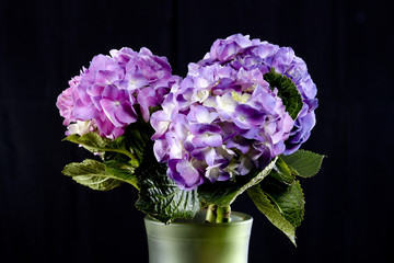 Beautiful blooming purple Hyacinth bunches in green vase