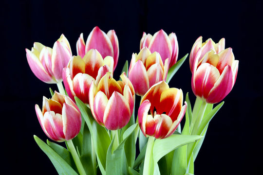 Fun and fresh close-up of red, pink and while tulip bouquet
