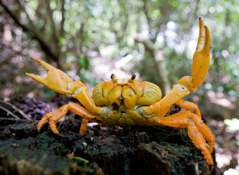 Land crab spread its claws. Cuba. An excellent illustration. Unusual angle.