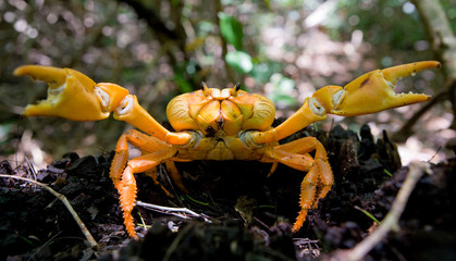 Land crab spread its claws. Cuba. An excellent illustration. Unusual angle.