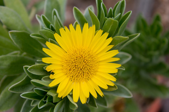 Asteriscus stenophyllus