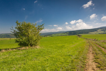 Summer countryside with road through green pasture