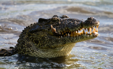 The Cuban crocodile jumps out of the water. A rare photograph. Cuba. An excellent illustration....