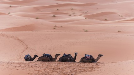 camels relaxing in the desert